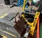2022 BOMAG BPR60/65DE Vibratory Plate Compactor