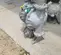 2018 VERSAMATIC E3SA5T559C-ATEX Pump